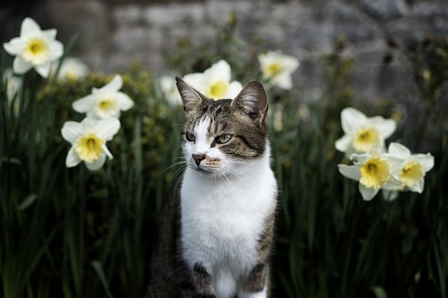 jonquille une fleur toxique pour le chat